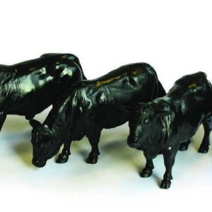 Britains Aberdeen Angus vee